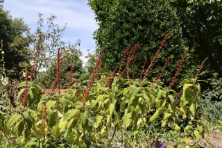 Salvia confertiflora