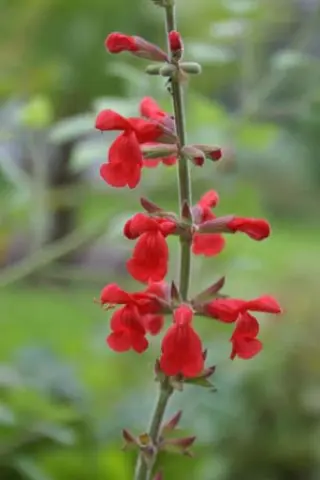 Salvia darcyi