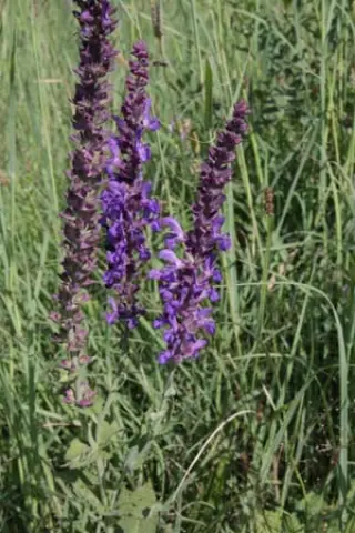 Salvia deserta (coll. Kazachstan)