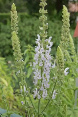 Salvia deserta 'Light Blue' (Coll. Kirgizië)