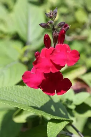 Salvia 'Dyson's Crimson'