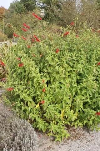 Salvia elegans