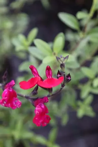 Salvia 'Fantasia'
