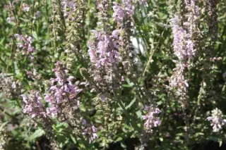 Salvia 'Feathers Flamingo'