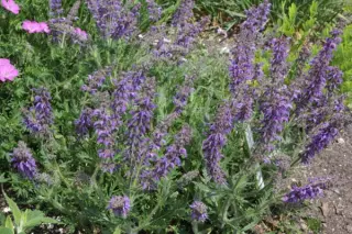 Salvia 'Feathers Peacock'