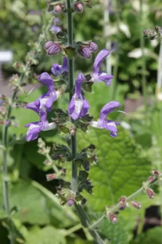 Salvia forsskaolei