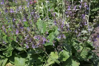 Salvia forsskaolei