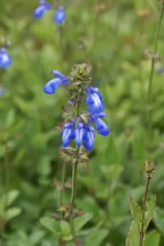 Salvia forreri