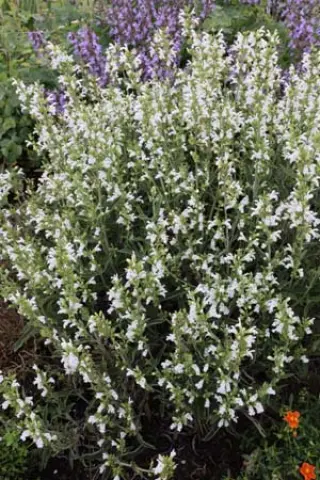 Salvia fruticosa 'Alba' (Type Hügin)