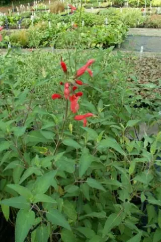 Salvia fulgens