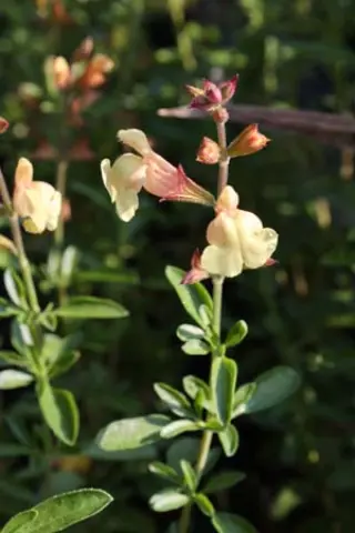 Salvia 'Golden Girl'