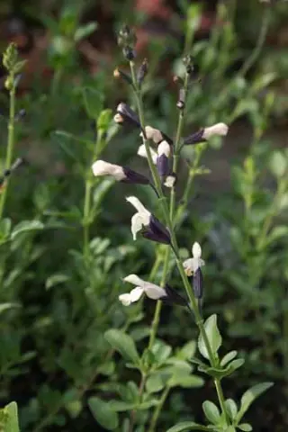 Salvia greggii 'Eclips'