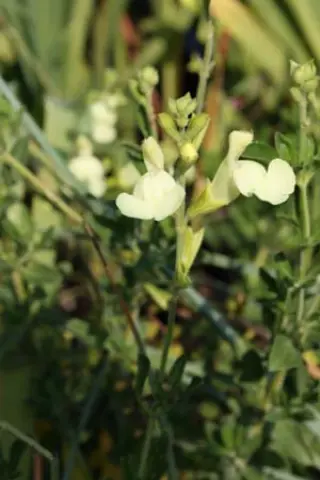 Salvia greggii 'Lemon Light'