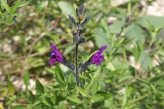 Salvia greggii x serpyllifolia