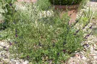 Salvia greggii x serpyllifolia