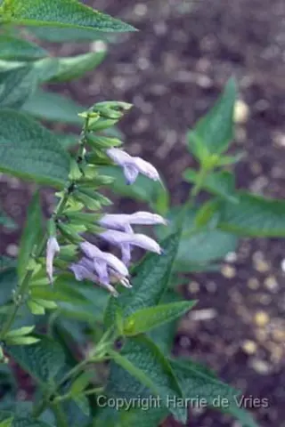 Salvia guaranitica 'Argentine Skies
