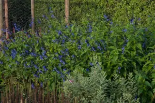 Salvia guaranitica 'Black And Blue'
