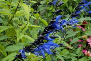 Salvia guaranitica 'Black And Blue'