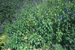 Salvia guaranitica 'Blue Enigma'