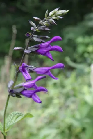 Salvia guaranitica var. purpurea