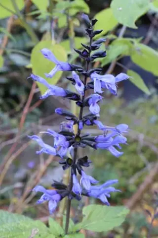 Salvia guaranitica hybr. 'Rockin Sky Blue'