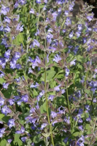 Salvia heldreichiana
