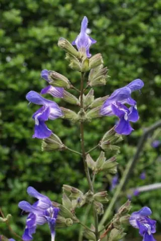 Salvia interrupta
