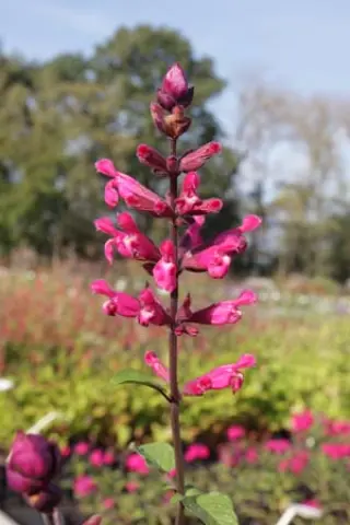 Salvia involucrata 'Mullberry Jam'