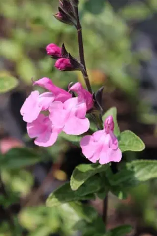 Salvia x jamensis 'Nr. 6'