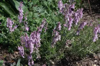 Salvia jurisicii 'Rosea'
