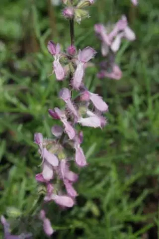 Salvia jurisicii 'Rosea'