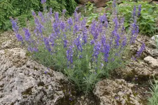 Salvia jurisicii