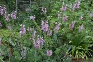 Salvia kuznetzovii 'Roze Vorm'