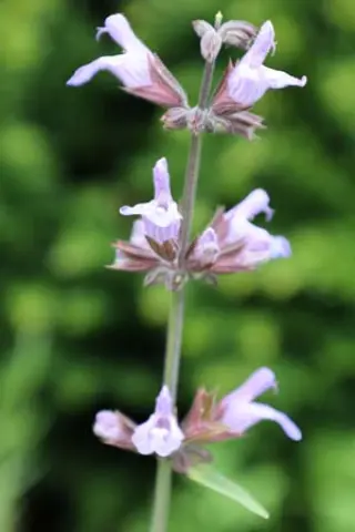 Salvia lavandulifolia 'Roquefure'