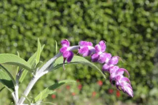 Salvia leucantha 'Purple Velvet'