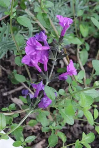 Salvia 'Lilac Dream'
