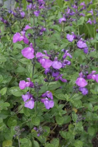Salvia 'Lilac Dream'