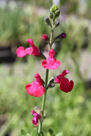 Salvia 'Little Darling'