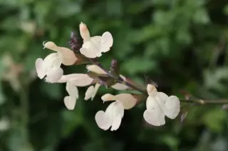Salvia 'Lucilla'