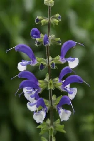 Salvia 'Madeline'