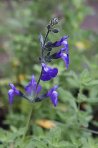Salvia 'Manon'