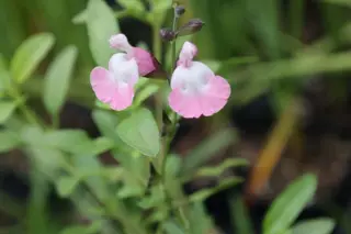 Salvia microphylla 'Andus'