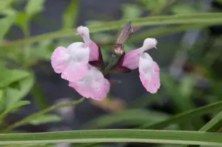 Salvia microphylla 'Andus'