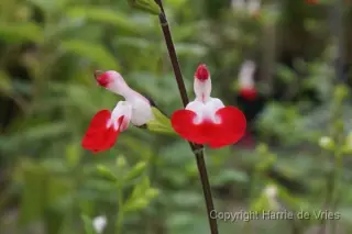 Salvia microphylla 'Hot Lips'