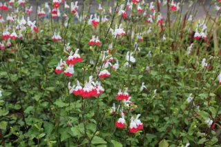 Salvia microphylla 'Hot Lips'