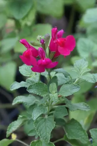 Salvia microphylla 'San Carlos Festival'