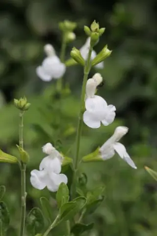 Salvia microphylla 'Snowy Owl' (Microph. 'Wit')