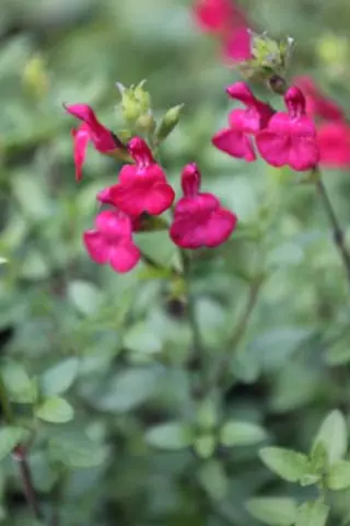 Salvia microphylla (uit Strybing)