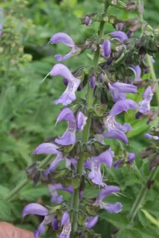 Salvia miltiorrhiza 'Large Flowered'