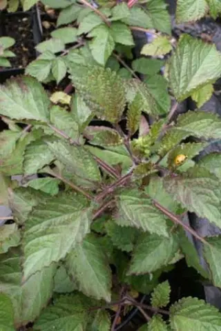 Salvia miltiorrhiza
